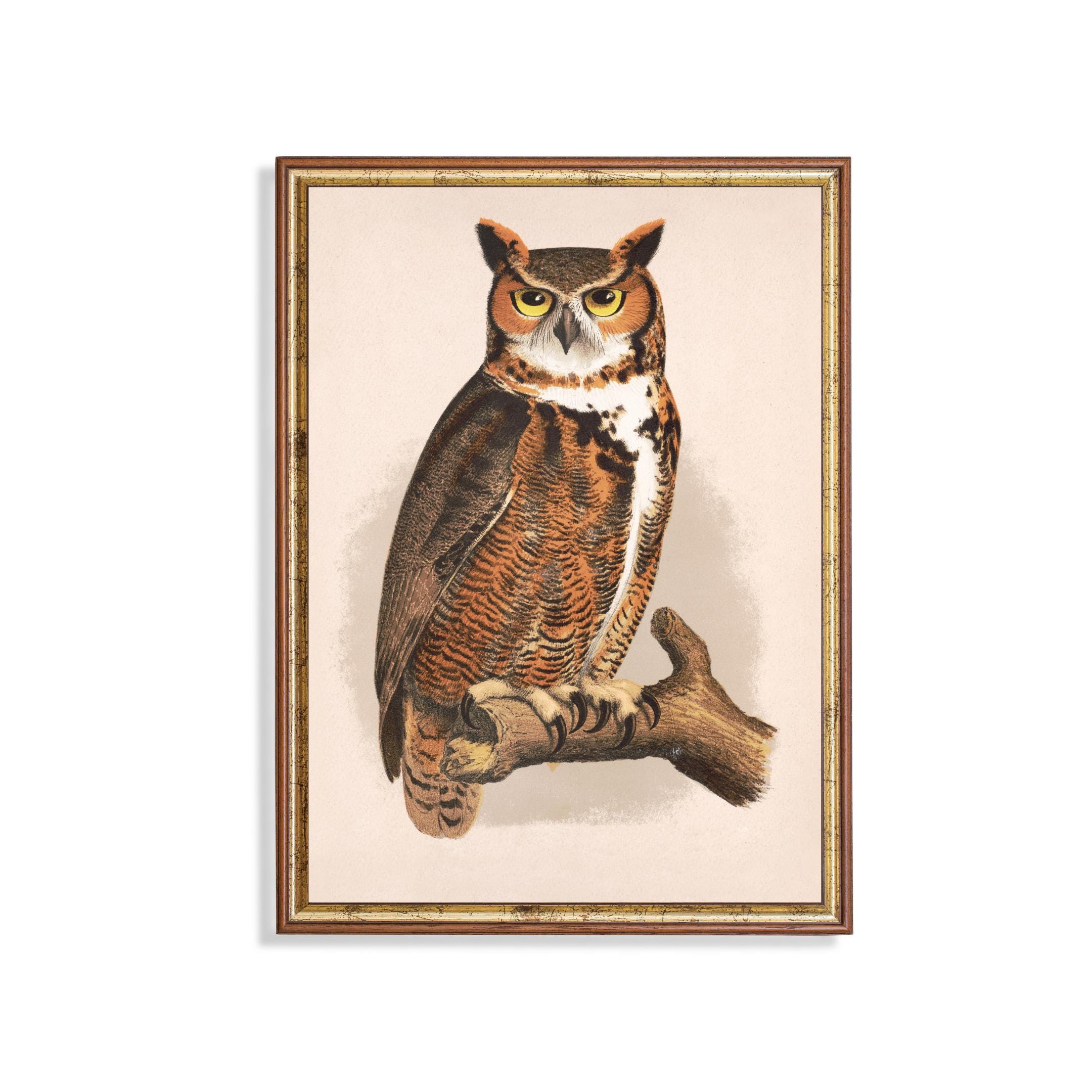 Great Horned Owl Vintage Print – Antique Bird Art with Golden Eyes, Natural History Wall Art f