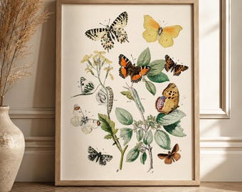 Vintage Butterfly Botanical Print: Antique Entomology Art