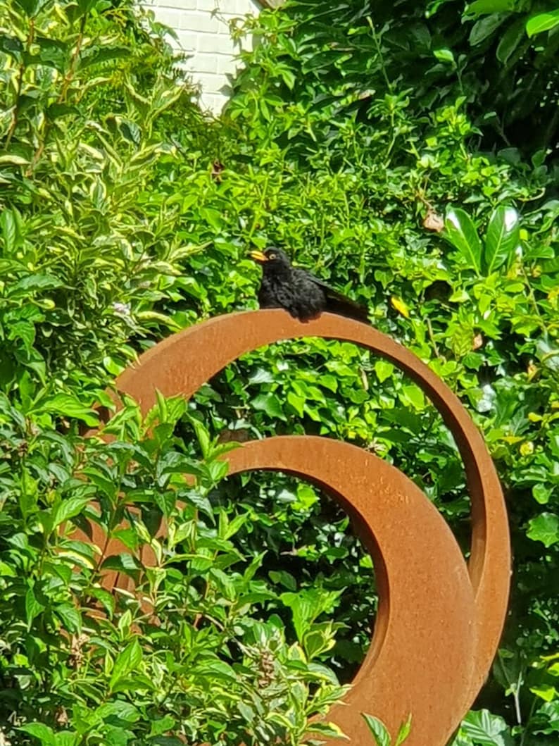 May include: A black bird perched on a rusty metal sculpture in a garden setting. The sculpture is made of two large circles, one inside the other, with a rough, textured surface.