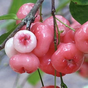 May include: A cluster of bell-shaped wax apples hanging from a thin brown branch. The fruit features a smooth, glossy skin with a gradient of pale white to vibrant pink and red hues, each topped with a small, dark, recessed floral calyx.