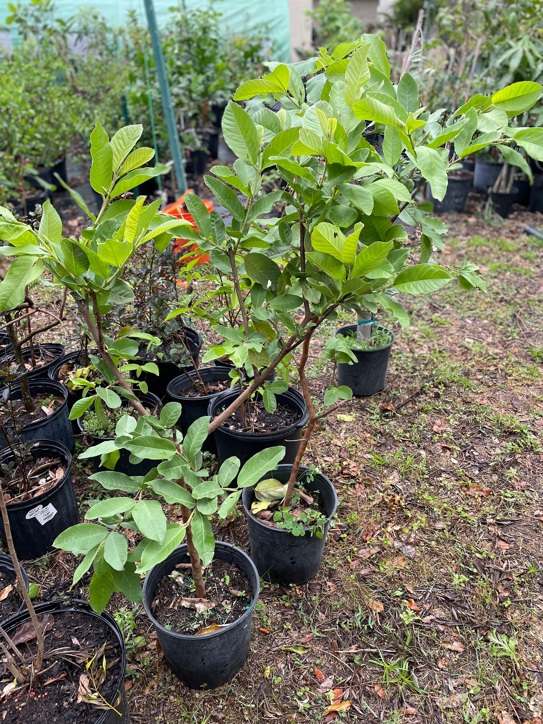 Guava, Thai White - Mature Tree - Etsy