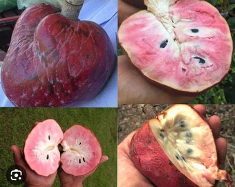 Custard Apple, Chirimoya, San Pablo Tree