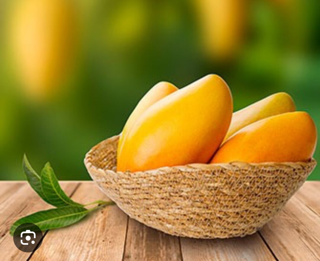 Manila Mango Tree - Grafted - 3 Gal - Etsy