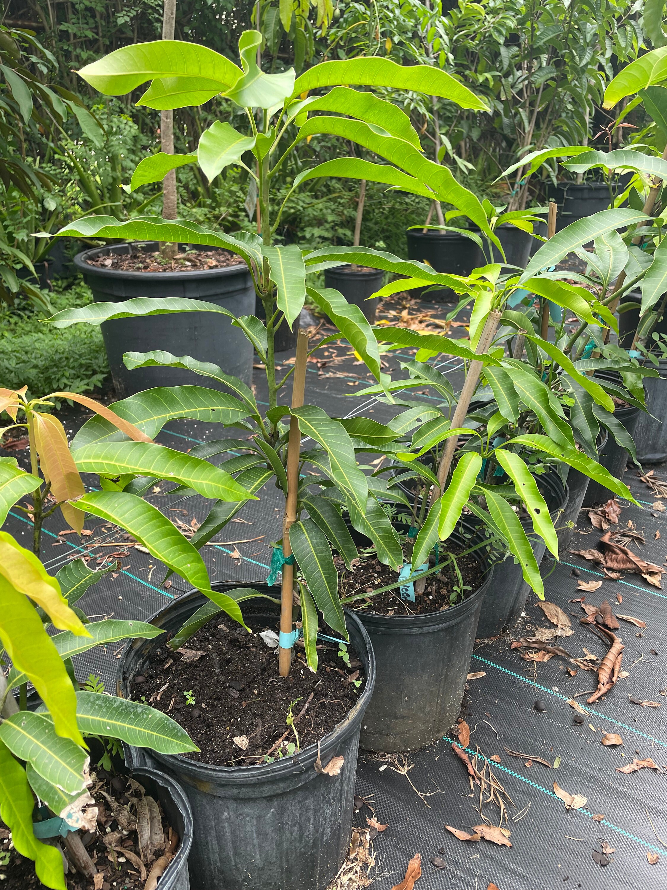 Glenn Mango Tree Grafted 3 Gal - Etsy