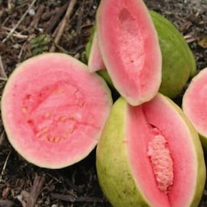 May include: Close-up of four guava fruits, some cut open to reveal the pink flesh. The guava fruits are green on the outside and have a light pink flesh.