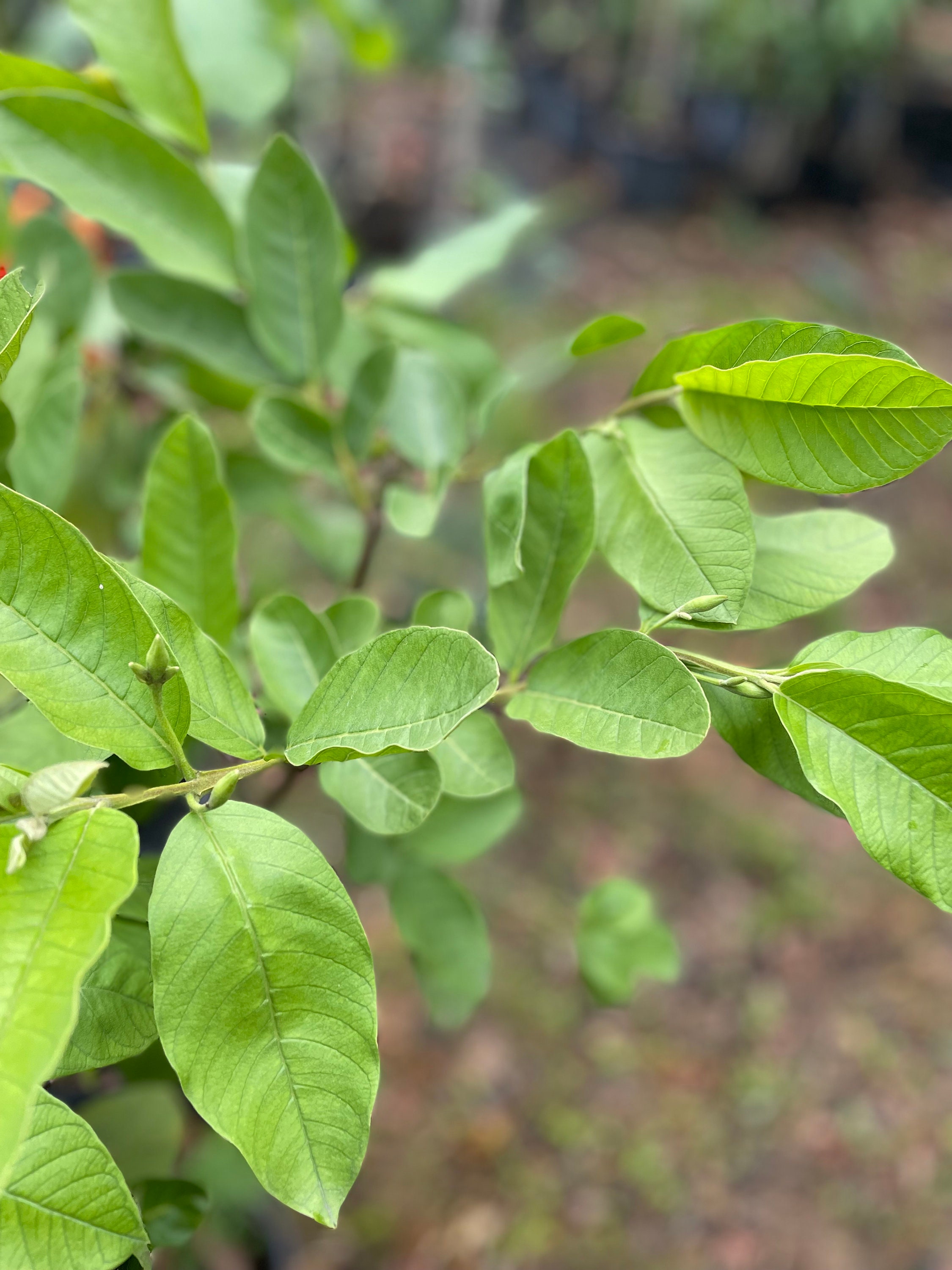 Guava, Thai White - Mature Tree - Etsy