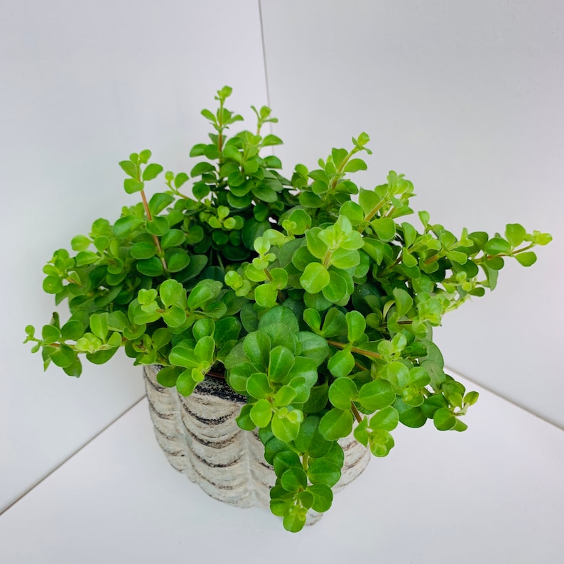 Peperomia rotundifolia Trailing Jade Plant Houseplant Etsy