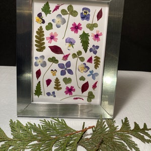 Flower Sampler - real pressed flower art