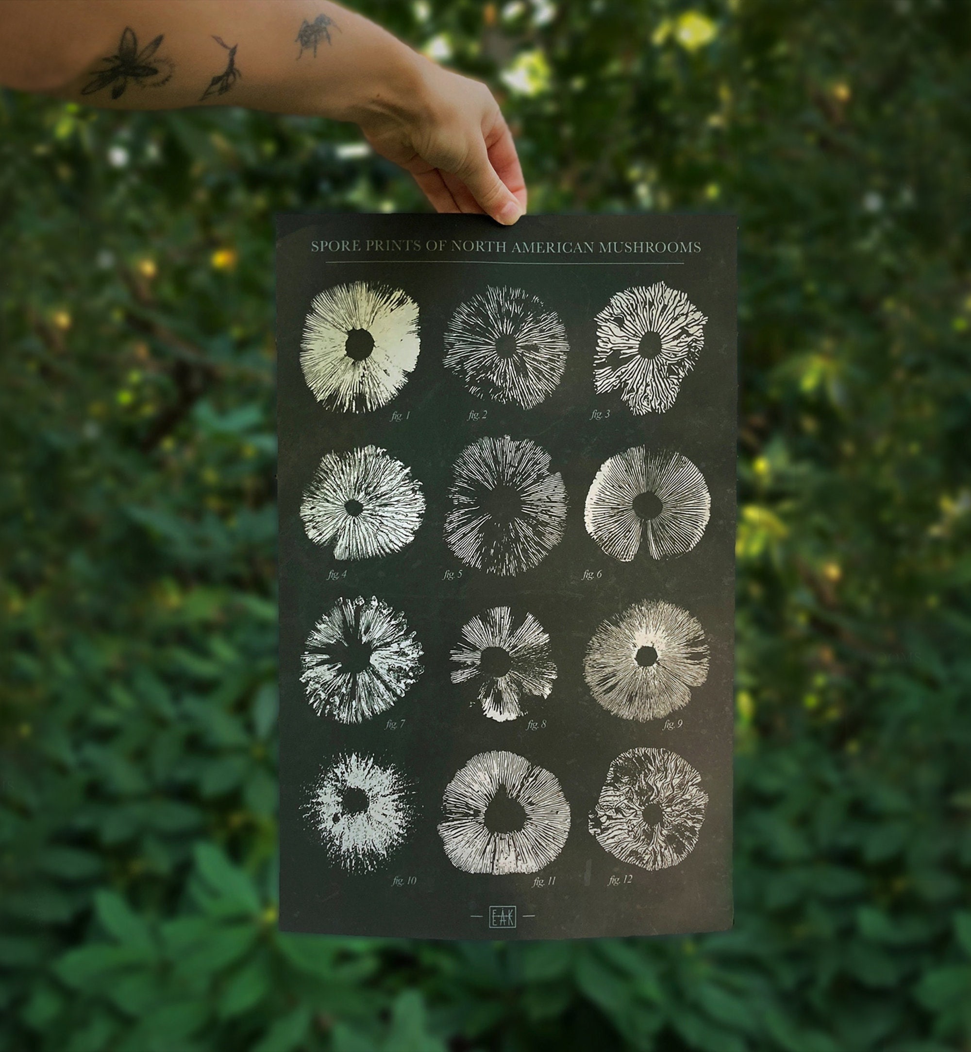 Spore Prints of North American Mushrooms Poster 3 Color Etsy