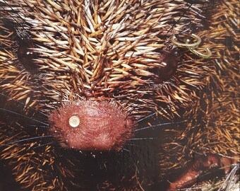 Series "Bling-Bling I" with jewelry