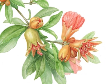 Pomegranate Flower Giclée Print, Signed Watercolor Botanical Art