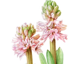 オリジナルピンクのヒヤシンスの水彩画：植物イラストA5 - Etsy 日本