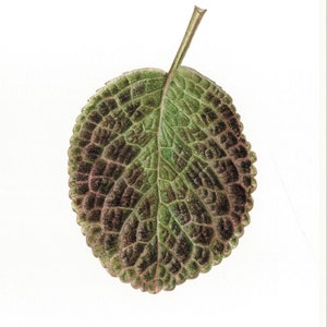 Puede incluir: Ilustración botánica detallada de una sola hoja. La hoja es de forma ovalada con una superficie texturizada, que muestra un patrón de tonos verdes oscuros y marrones. El tallo es de color marrón claro y el fondo es blanco.