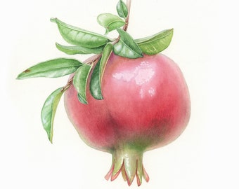 Realistic Pomegranate Watercolor Painting, Botanical Art, Small Wall Decor