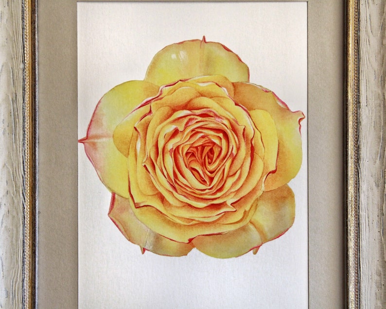 Watercolor botanical print of Yellow Rose Flower Giclée | Etsy