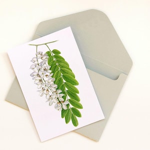 Botaniczna pocztówka A6, ilustrowana kwiatem robinii akacjowej, ręcznie robiona pocztówka, mała kartka kwiatowa, pocztówka akwarelowa.