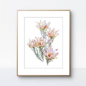 Leucadendron flowers print, Australian Flower Art Print, Floral print, Living room wall décor, Original watercolor painting, Australian Art.