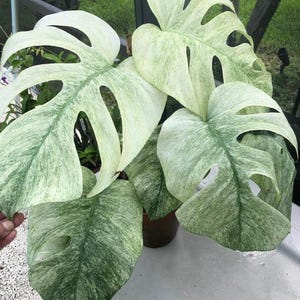 斑入りモンステラミント | 発根した挿し木と蕾 – 無料の植物検疫証明書