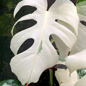 Plus de 200 tigres blancs Monstera Deliciosa | Albo Variegated Seeds – Pack de plantes rares d'intérieur/extérieur