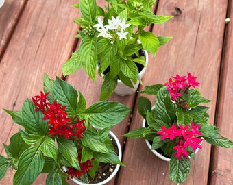 3 COLOR BUNDLE Pentas - Red/White/Pink - Butterfly Garden - Pesticide Free