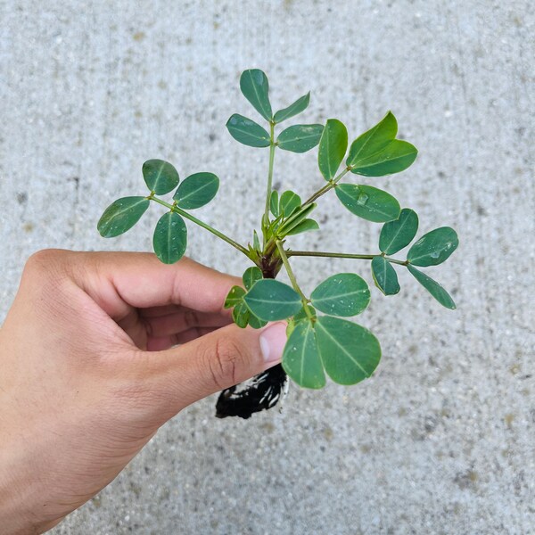 5 Live Peanut Plants - Organically Grown! Butterfly Garden, Pesticide Free