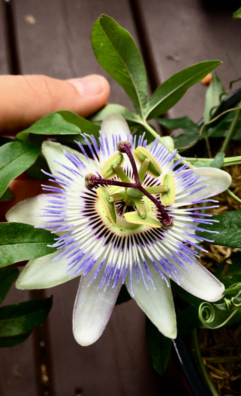 LIVE Passiflora Caerulea Plant Cold Hardy Blue Passion Flower Etsy México