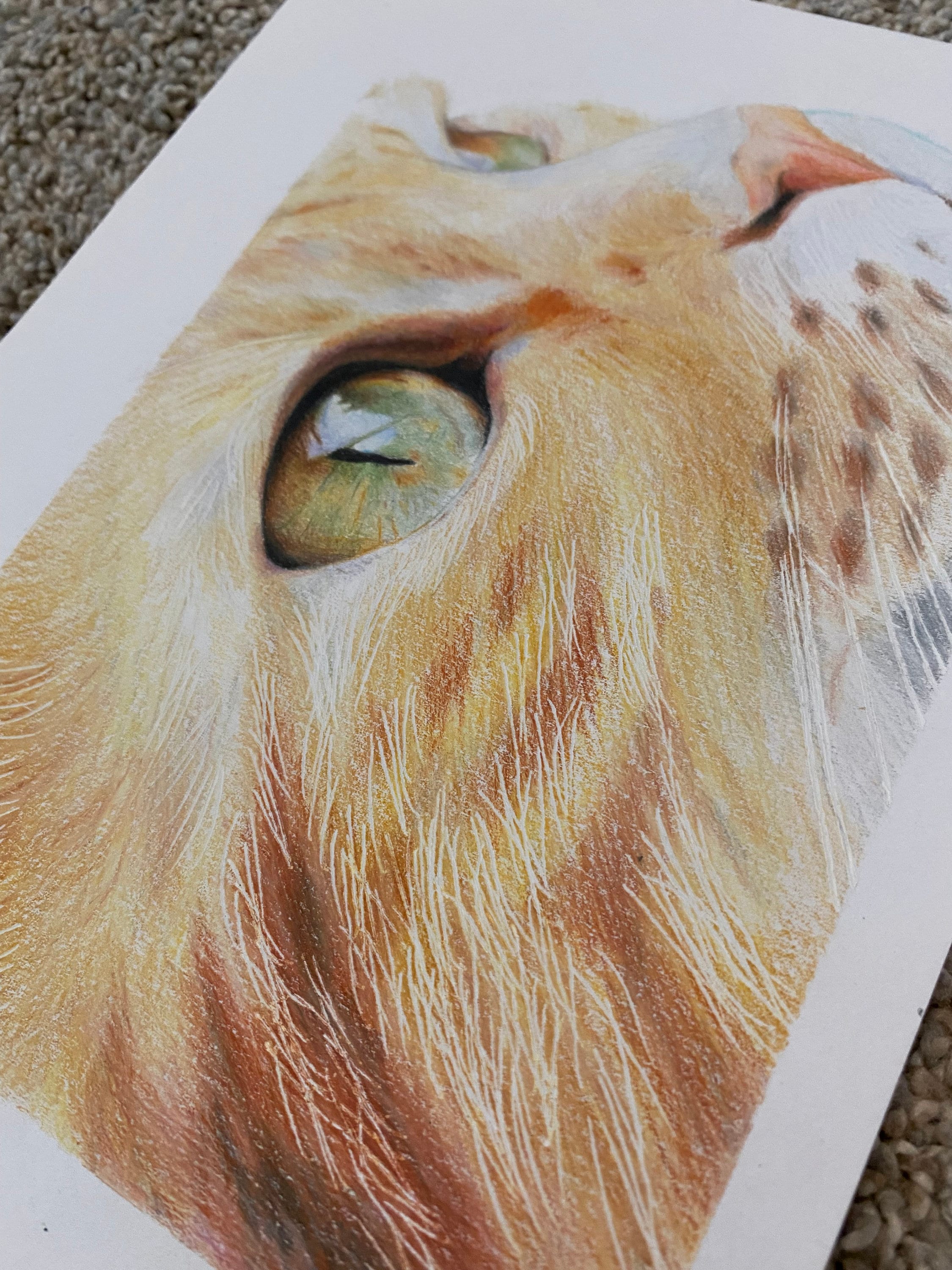 Cat Eye Colored Pencil Print Etsy