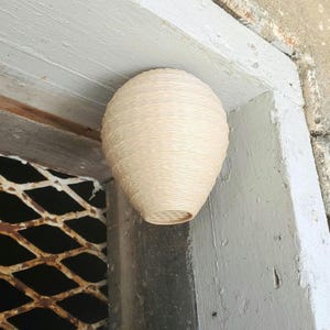 May include: A light beige, oval-shaped wasp nest attached to a weathered, white-painted wooden frame. The nest has a textured, woven appearance and is positioned near a metal grate.