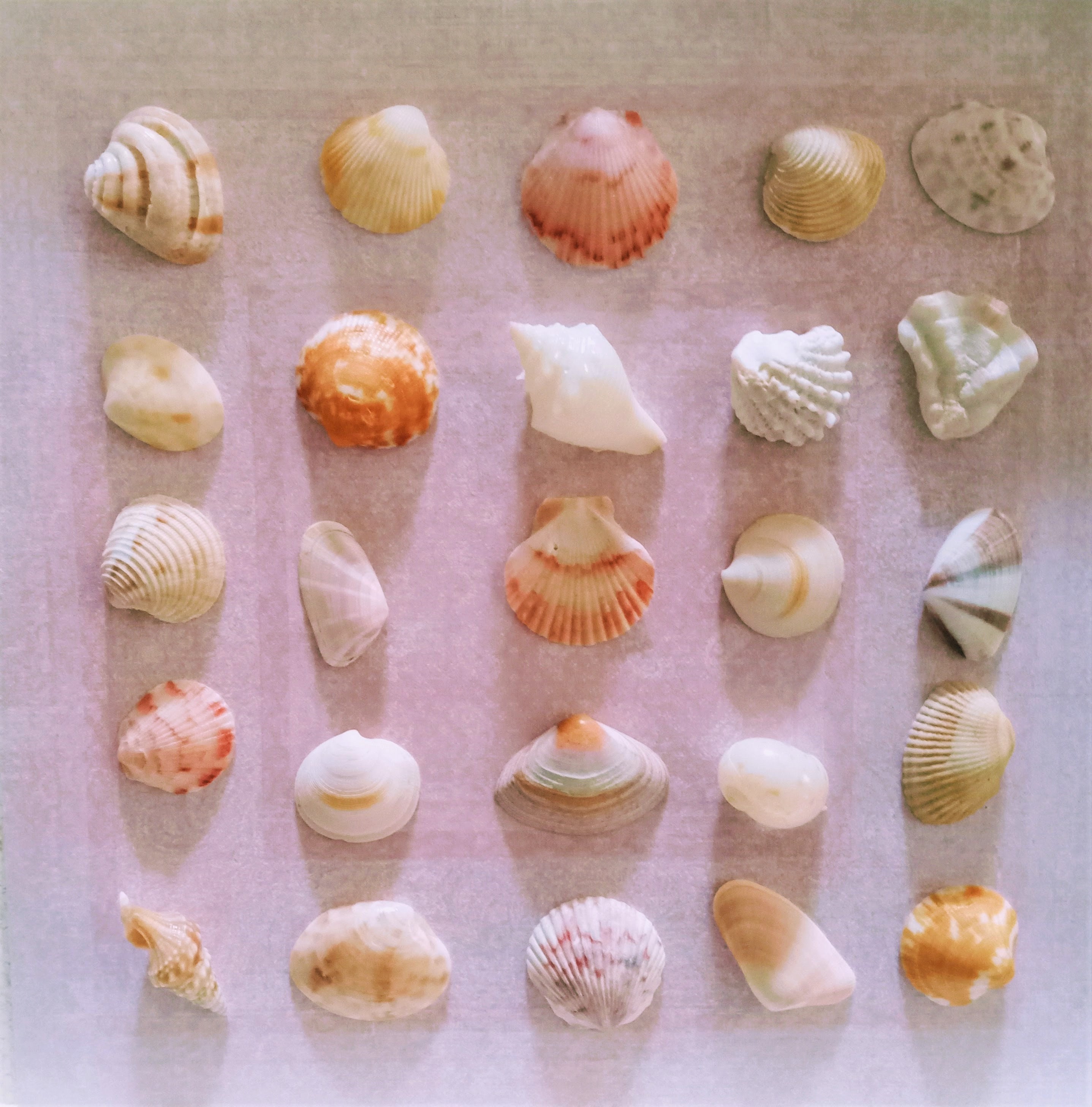 8x8 Seashell Shadow Box, Framed Shells, Beach Decor, Shell Art, Coastal
