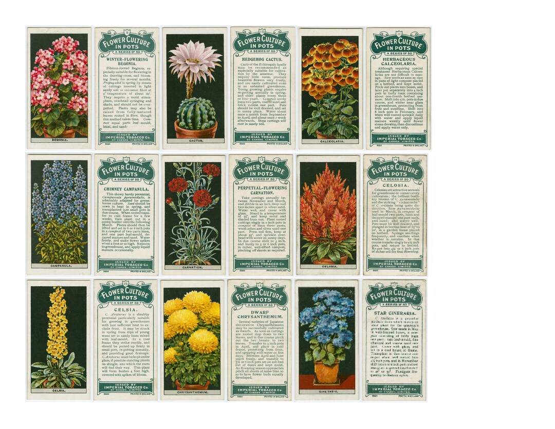 Flower Culture Tea Cards Double-sided Digital Download - Etsy