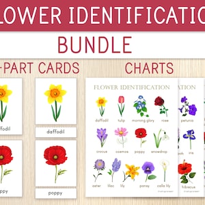3-delige bloemenkaarten en -posters - nomenclatuurkaarten en -kaarten - bloemherkenning - bloemeenheidstudie - montessori - voorjaarsactiviteit