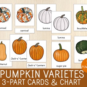 Pompoenvariëteiten 3-delige kaarten - 16 montessori-nomenclatuurkaarten en 1 grafiek - herfst, herfst - Thanksgiving - plantkunde voor kinderen - thuisonderwijs
