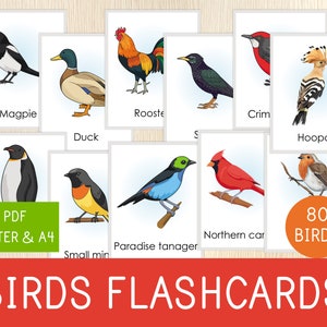 Birds Chart for Kids