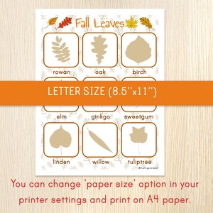 Puede incluir: Hoja de trabajo imprimible con ilustraciones de diferentes hojas de oto&ntilde;o, incluyendo serbal, roble, abedul, olmo, ginkgo, liquid&aacute;mbar, tilo, sauce y tulipanero. La hoja de trabajo est&aacute; dise&ntilde;ada para papel tama&ntilde;o carta (21,6 cm x 27,9 cm).