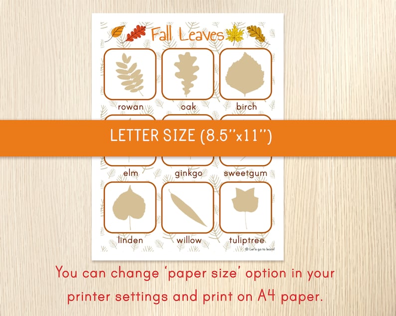 Puede incluir: Hoja de trabajo imprimible con ilustraciones de diferentes hojas de oto&ntilde;o, incluyendo serbal, roble, abedul, olmo, ginkgo, liquid&aacute;mbar, tilo, sauce y tulipanero. La hoja de trabajo est&aacute; dise&ntilde;ada para papel tama&ntilde;o carta (21,6 cm x 27,9 cm).