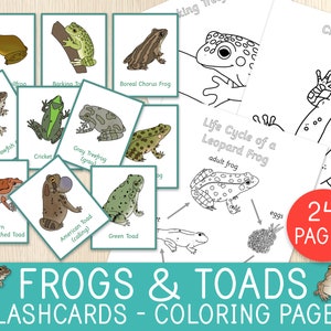 Frogs & Toads Flashcards and Coloring Pages - American Amphibians - Life Cycle - Biology - Amphibian Unit Study, Science Centers, Homeschool