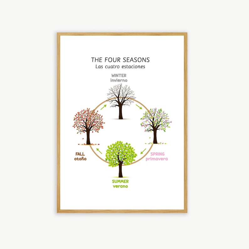 May include: A diagram illustrating the four seasons with a tree in each stage of growth. The seasons are labeled in both English and Spanish: Winter (Invierno), Spring (Primavera), Summer (Verano), and Fall (Oto&ntilde;o).