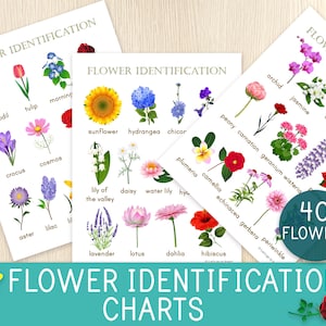 Flower Identification Charts, 3 Charts, 40 Flowers, Spring Activity, Flower Posters, Complement Flower Unit Study, Educational Printables