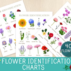 Identificatiekaarten bloemen, 3 kaarten, 40 bloemen, voorjaarsactiviteit, bloemenposters, complementaire bloemeenheidstudie, educatieve printables