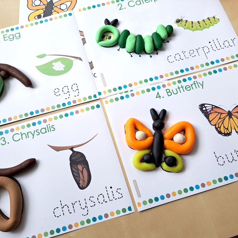 May include: Four cards with images of the life cycle of a butterfly. The cards show an egg, a caterpillar, a chrysalis, and a butterfly. Each card has a picture of the stage and the word for the stage written below it.
