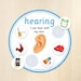 Five Senses Sorting Activity, 5 Senses Classification Game, Preschool ...