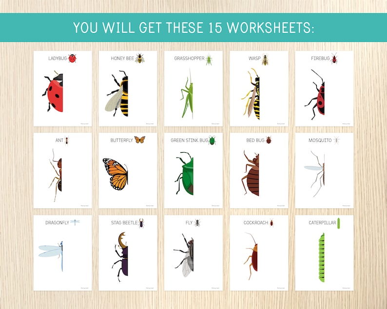 Half Insect Drawings Insects Symmetry, Draw the Missing Half Activity, Bugs Drawing ...