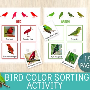 Attività di ordinamento dei colori degli uccelli - Flashcard sugli uccelli - Colori per bambini - Schede didattiche per la scuola materna e l'asilo - Montessori, Unità di studio sugli uccelli, Scienze