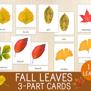 Tarjetas de 3 partes sobre hojas de otoño, 18 tarjetas de nomenclatura, imágenes reales, actividad de otoño, tarjetas Montessori, reconocimiento de hojas, vocabulario para niños