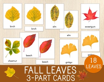 Fall Leaves 3-Part Cards, 18 Nomenclature Cards, Real Images, Autumn Activity, Montessori Cards, Leaves Recognition, Vocabulary for Kids