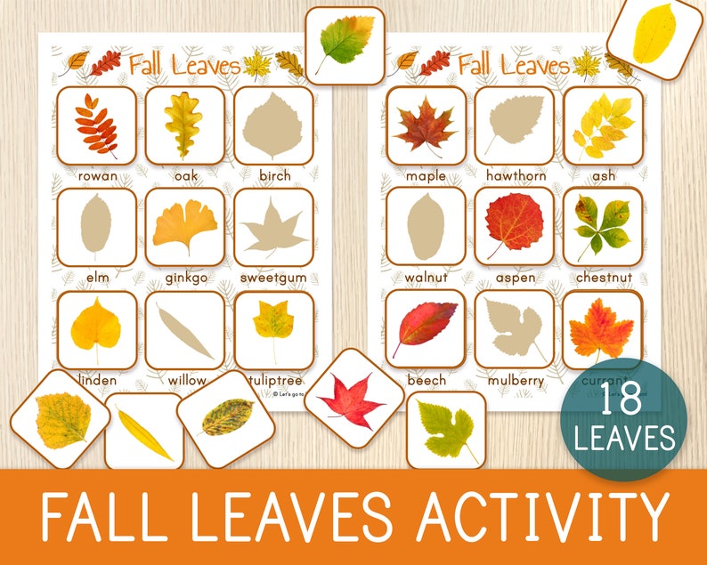 Puede incluir: Una actividad educativa imprimible para ni&ntilde;os con 18 hojas de oto&ntilde;o diferentes. Las hojas est&aacute;n etiquetadas con sus nombres, como roble, arce y sauce. La actividad es perfecta para ense&ntilde;ar a los ni&ntilde;os sobre los diferentes tipos de &aacute;rboles y hojas.