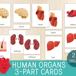 Menschliche Organe 3-teilige Karten, Menschlicher Körper, Nomenklaturkarten, Anatomie des Menschen, Montessori Karten, Vokabeln, Biologie, Wissenschaft