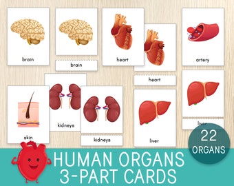 Human Organs 3-Part Cards, Human Body , Nomenclature Cards, Human Anatomy, Montessori Cards,  Flashcards, Vocabulary, Biology, Science