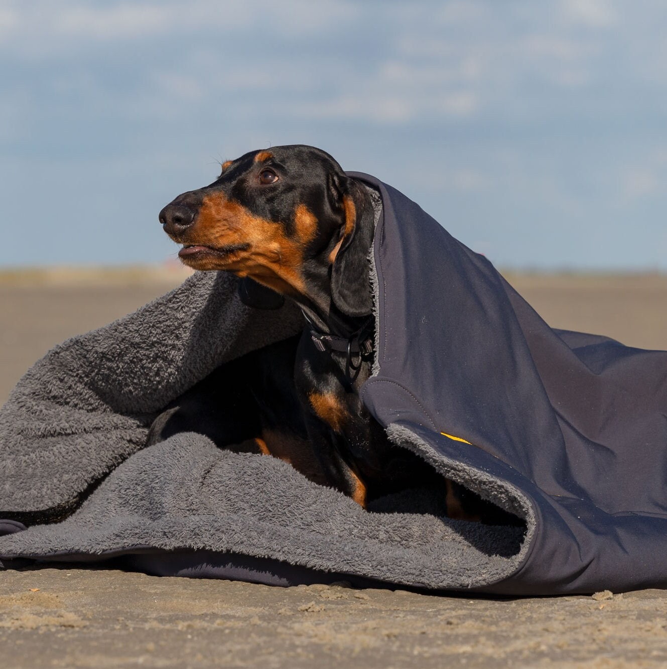 Dog sleeping bag Softshell Anthracite with Terry Cloth Dark Grey Zipper in desired color (Model WILLI) Travel bed Plush bag for pets