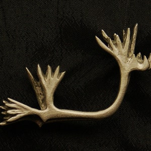 Empire Pewter Caribou Shed / Horn / Antler Pewter Pin